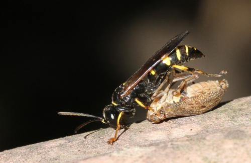 Réf. 185 315 : Gorytes planifrons